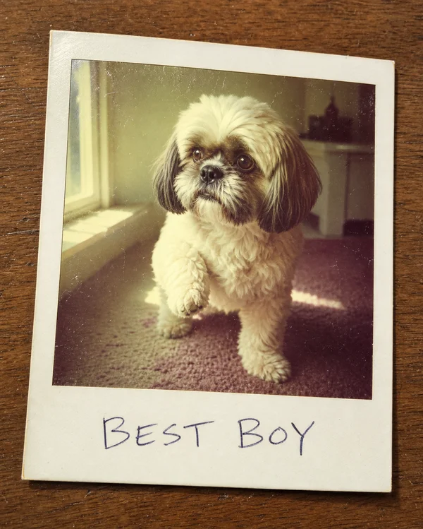 Polaroid AI pet portrait — sample render
