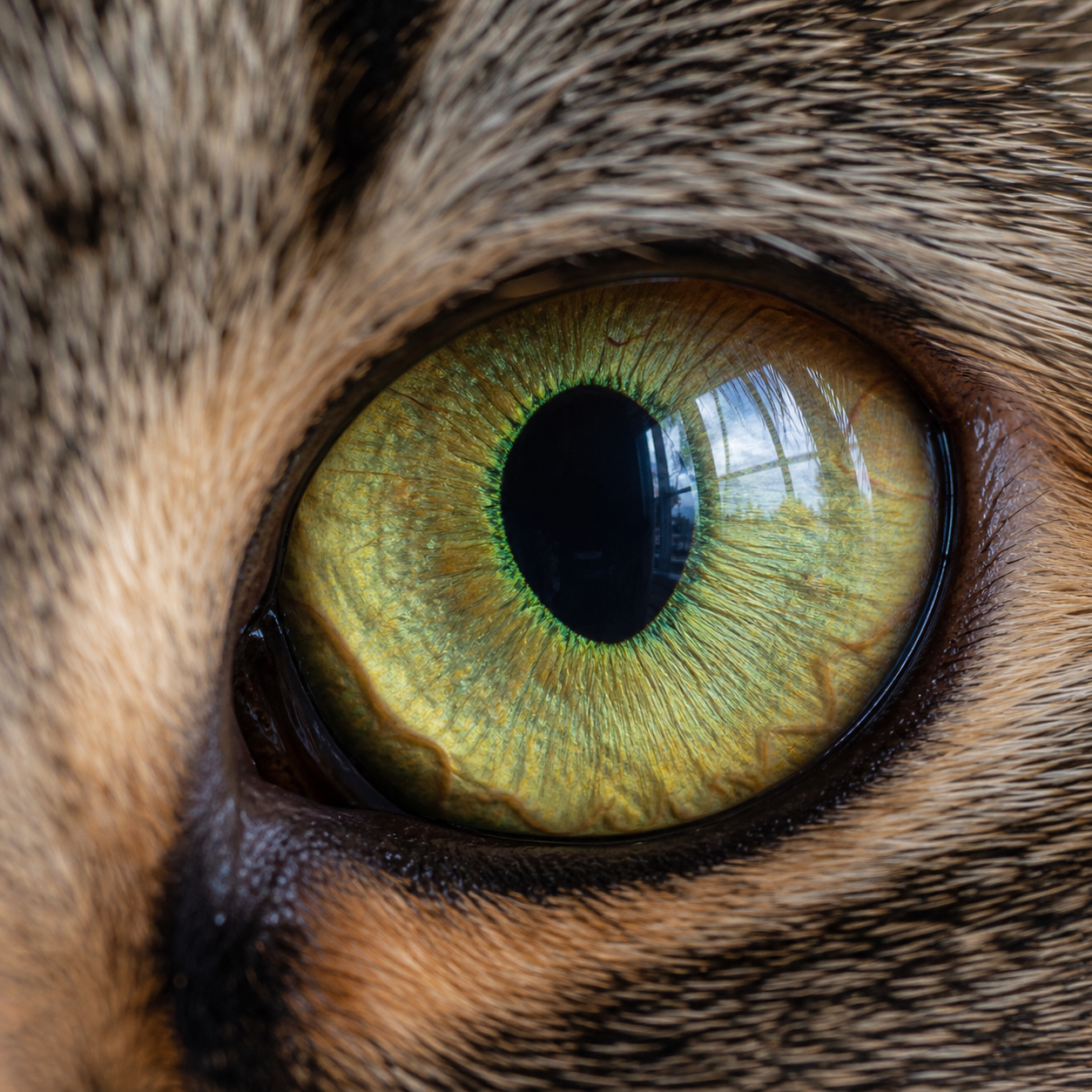 Pet Eye Macro Photo — sample render